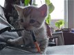Prachtige Bengaalse kittens met Champion Stamboom te koop! - 5 - Thumbnail