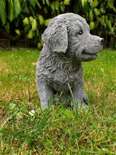 Golden Retriever, puppy ,tuinbeeld