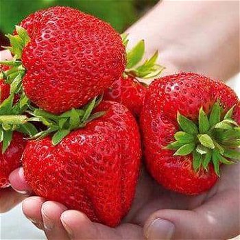 Aardbeien, heerlijke aromatische sappige en vooral zoete soorten! - 0