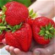 Aardbeien, heerlijke aromatische sappige en vooral zoete soorten! - 0 - Thumbnail