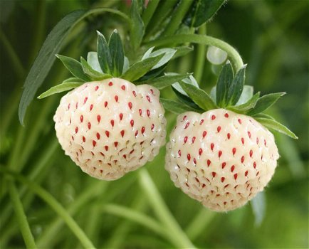 Aardbeien, heerlijke aromatische sappige en vooral zoete soorten! - 1