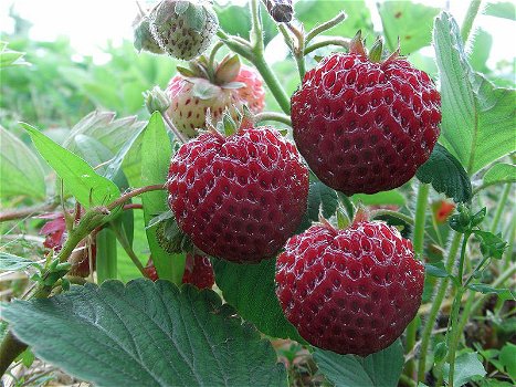 Aardbeien, heerlijke aromatische sappige en vooral zoete soorten! - 2