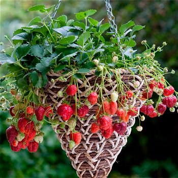 Aardbeien, heerlijke aromatische sappige en vooral zoete soorten! - 5