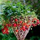 Aardbeien, heerlijke aromatische sappige en vooral zoete soorten! - 5 - Thumbnail