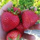 Aardbeien, heerlijke aromatische sappige en vooral zoete soorten! - 7 - Thumbnail