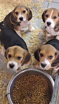 Beagle pups - 0