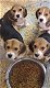 Beagle pups - 0 - Thumbnail