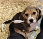 Beagle pups - 1 - Thumbnail