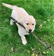 Goldie de Golden Retriever - 1 - Thumbnail