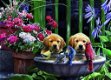 King Puzzel Dieren Hondjes Drinken Water- Puppies Drinking Water - 1000 Stuks - 1 - Thumbnail