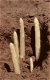 Asperge planten, nu de witte, paarse en groene soorten beschikbaar - 1 - Thumbnail