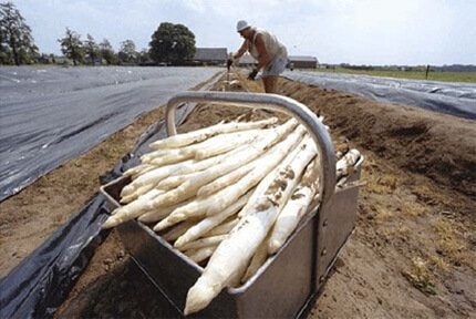 Asperge planten, nu de witte, paarse en groene soorten beschikbaar - 2