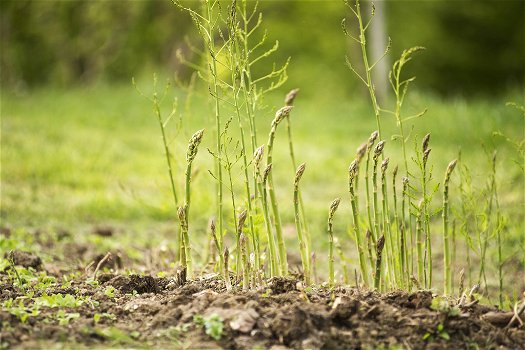 Asperge planten, nu de witte, paarse en groene soorten beschikbaar - 6