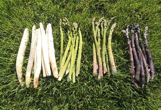 Asperge planten, nu de witte, paarse en groene soorten beschikbaar - 7