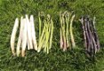 Asperge planten, nu de witte, paarse en groene soorten beschikbaar - 7 - Thumbnail