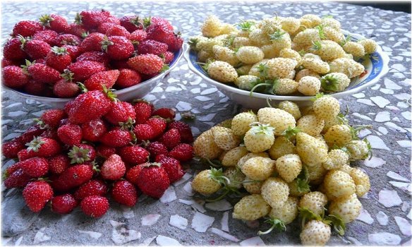 Bosaardbeien, heerlijke aromatische aardbeien hele zomer door. - 0