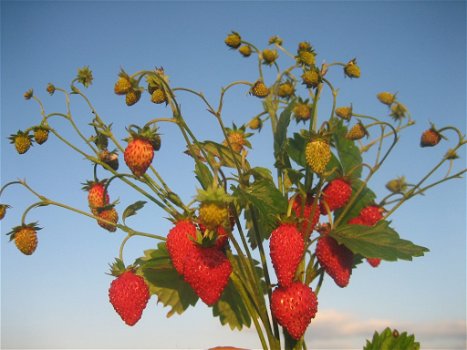 Bosaardbeien, heerlijke aromatische aardbeien hele zomer door. - 1