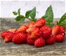Bosaardbeien, heerlijke aromatische aardbeien hele zomer door. - 3 - Thumbnail