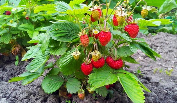 Bosaardbeien, heerlijke aromatische aardbeien hele zomer door. - 5