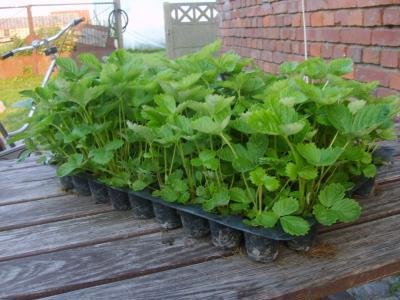 Bosaardbeien, heerlijke aromatische aardbeien hele zomer door. - 6