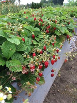 Bosaardbeien, heerlijke aromatische aardbeien hele zomer door. - 7