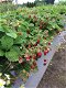 Bosaardbeien, heerlijke aromatische aardbeien hele zomer door. - 7 - Thumbnail