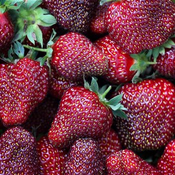 Aardbeien, nu heerlijke lekkere soorten aangeboden rode en witte aardbeien - 1