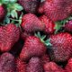 Aardbeien, nu heerlijke lekkere soorten aangeboden rode en witte aardbeien - 1 - Thumbnail