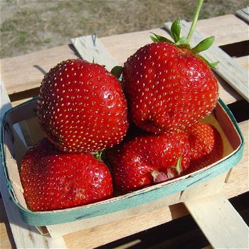Aardbeien, nu heerlijke lekkere soorten aangeboden rode en witte aardbeien - 2