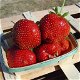 Aardbeien, nu heerlijke lekkere soorten aangeboden rode en witte aardbeien - 2 - Thumbnail