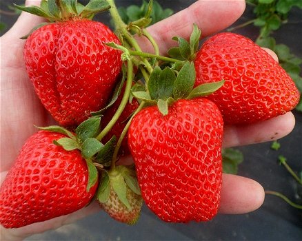 Aardbeien, nu heerlijke lekkere soorten aangeboden rode en witte aardbeien - 5