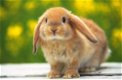 Houten konijnenhok - 2 - Thumbnail