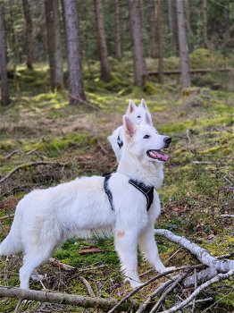 Zwitserse Herder pups - 0