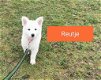 Zwitserse Herder pups - 5 - Thumbnail