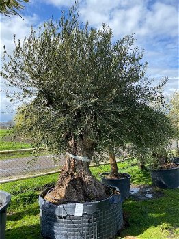 Prachtige oude olijfboom & stoere robuuste stam NR23006 - 0