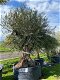 Prachtige oude olijfboom & stoere robuuste stam NR23006 - 0 - Thumbnail