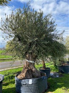 Prachtige oude olijfboom & stoere robuuste stam NR23006