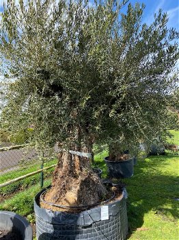 Prachtige oude olijfboom & stoere robuuste stam NR23006 - 1