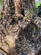 Prachtige oude olijfboom & stoere robuuste stam NR23006 - 2 - Thumbnail