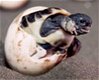 Landschildpadjes te koop - 1 - Thumbnail