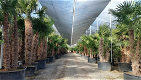 Palmen Exotische tropische planten Groothandel palmbomen Palm te koop - 0 - Thumbnail