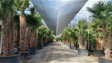 Palmen Exotische tropische planten Groothandel palmbomen Palm te koop