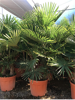 Palmen Exotische tropische planten Groothandel palmbomen Palm te koop - 1