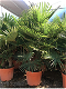 Palmen Exotische tropische planten Groothandel palmbomen Palm te koop - 1 - Thumbnail