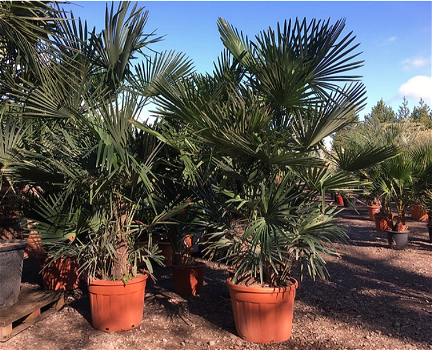 Palmen Exotische tropische planten Groothandel palmbomen Palm te koop - 3