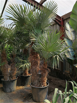 Palmen Exotische tropische planten Groothandel palmbomen Palm te koop - 4