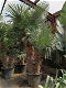 Palmen Exotische tropische planten Groothandel palmbomen Palm te koop - 4 - Thumbnail