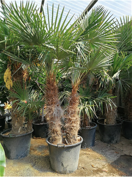 Palmen Exotische tropische planten Groothandel palmbomen Palm te koop - 5