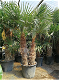 Palmen Exotische tropische planten Groothandel palmbomen Palm te koop - 5 - Thumbnail