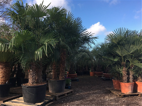 Palmen Exotische tropische planten Groothandel palmbomen Palm te koop - 6